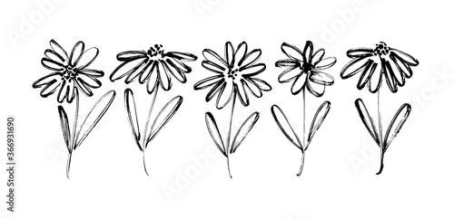 Chamomile hand drawn black paint vector set. Ink drawing flowers, monochrome artistic botanical illustration. Isolated floral elements, daisy, aster, chrysanthemum. Brush strokes outlined clip arts