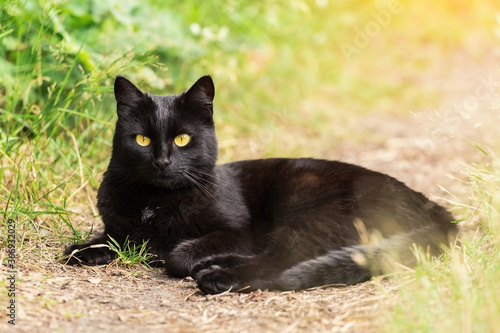 Beautiful Bombay black cat portrait with yellow eyes and attentive smart look lie outdoors in green grass in nature in summer