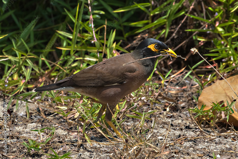 Fototapeta premium Common Myna (Acridotheres tristis) with nesting material on the island of Koh Kradan in southern Thailand.