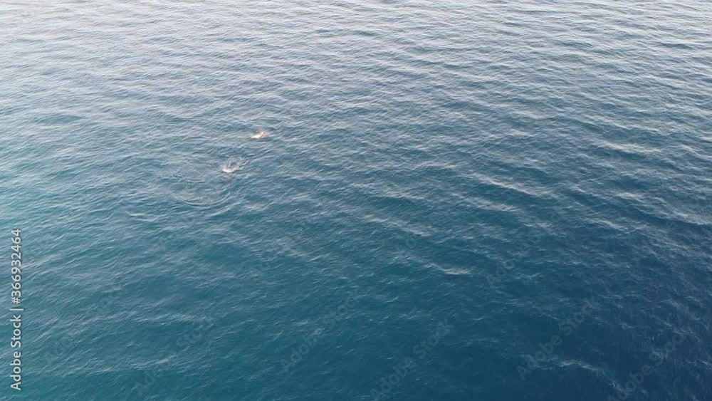Drone flight over the sea with dolphins swimming in the water Drone flight over the sea with dolphins swimming in the water