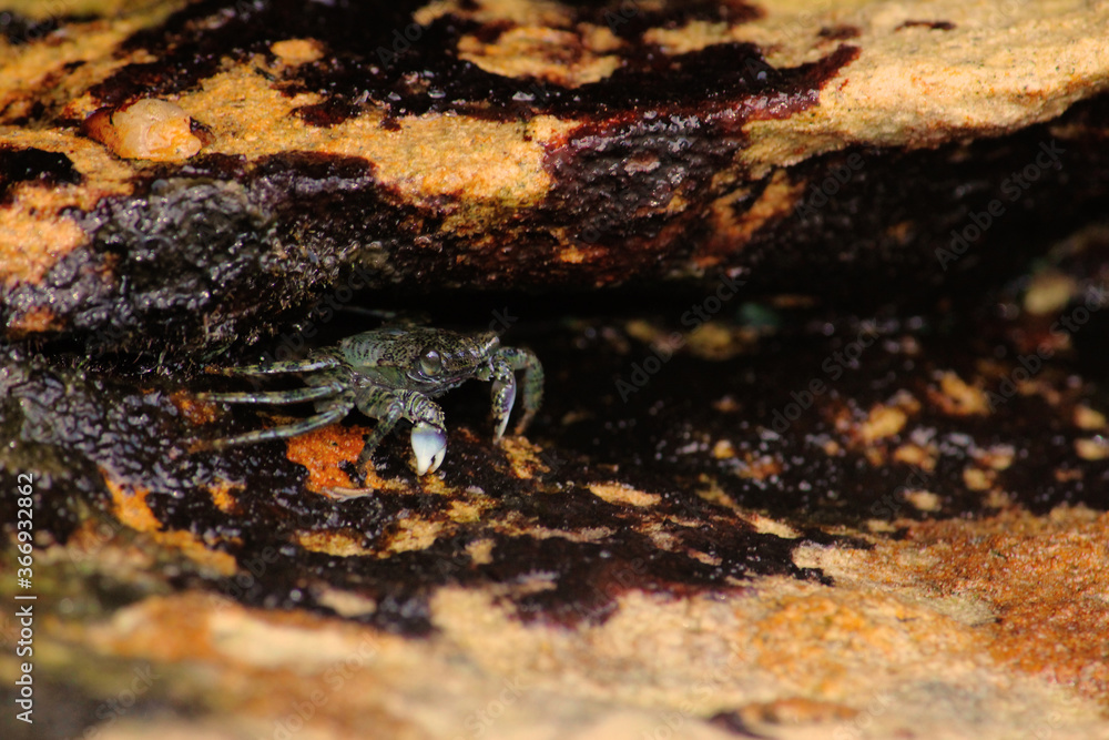 Small crab hiding in the rocks by the sea. Clovelly Beach, Sydney Small crab hiding in the rocks by the sea. Clovelly Beach, Sydney
