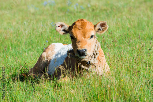 Calf resting in grass, Song Kol Lake, Naryn province, Kyrgyzstan, Central Asia © Gabrielle