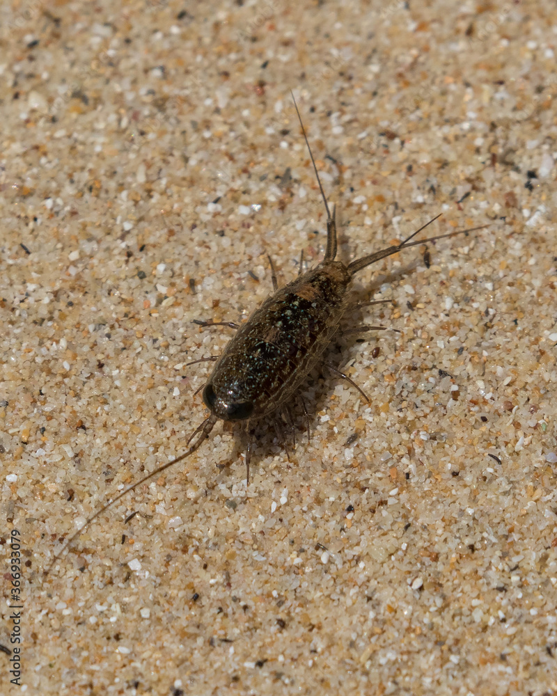 Isopode (Isopoda) by a sandy beach on the small island of Koh Kradan in southern Thailand. Isopode (Isopoda) by a sandy beach on the small island of Koh Kradan in southern Thailand.