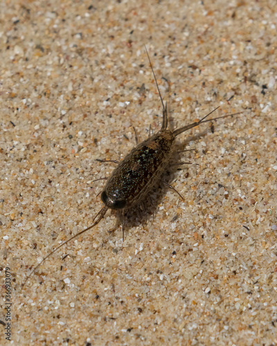 Isopode (Isopoda) by a sandy beach on the small island of Koh Kradan in southern Thailand.