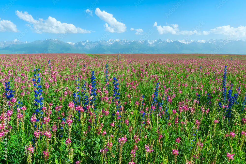 Wildflowers field in front of Tien Shan Mountain Range, Road to Song Kol Lake, Naryn province, Kyrgyzstan, Central Asia