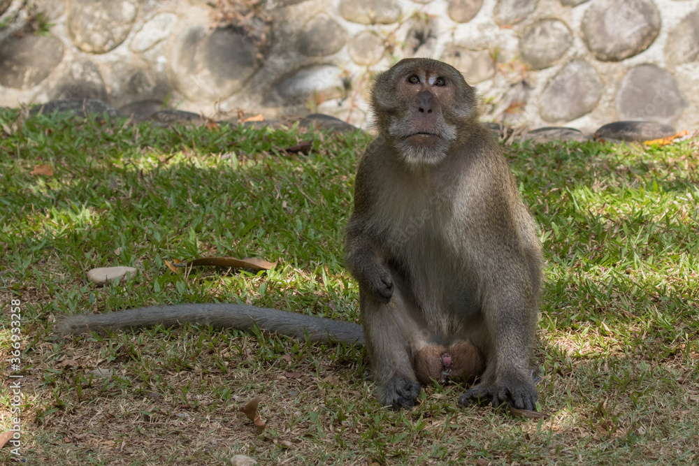 Obraz premium Makaque monkey (Macaca) in Mu Koh Lanta National Park on the southernmost part of Koh Lanta island in southern Thailand.
