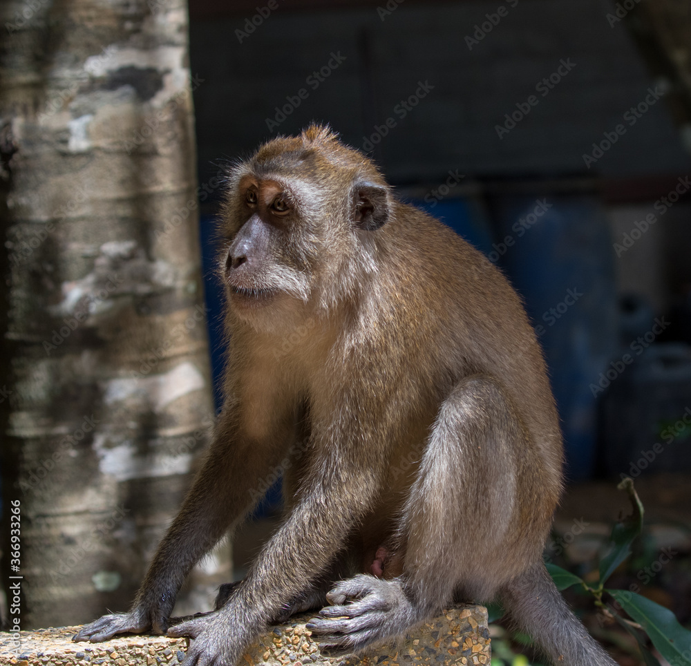 Makaque monkey (Macaca) in Mu Koh Lanta National Park on the southernmost part of Koh Lanta island in southern Thailand.