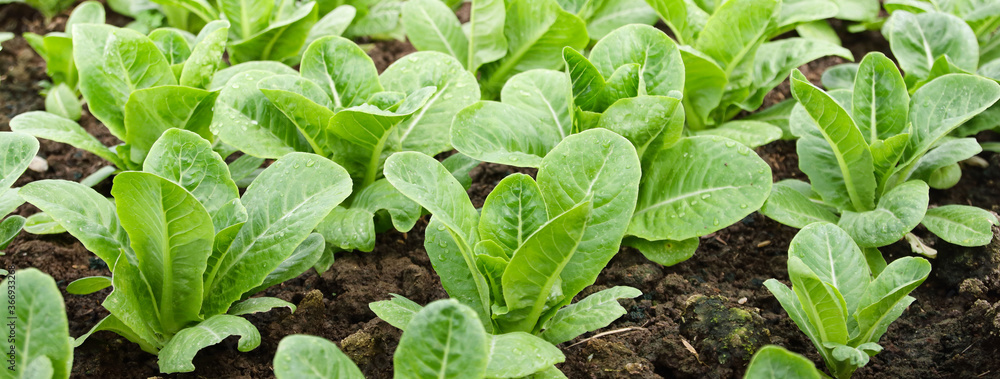 Organic salad vegetables are non-toxic on an outdoor farm. Healthy eating ideas Organic salad vegetables are non-toxic on an outdoor farm. Healthy eating ideas