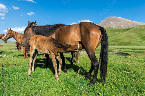 Foal suckling a mare, Song Kol Lake, Naryn province, Kyrgyzstan, Central Asia