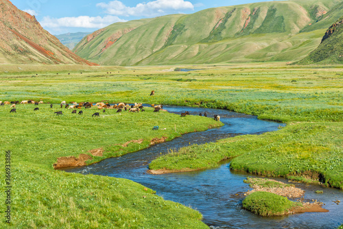 Sheep herd grazing along a mountain river, Naryn gorge, Naryn Region, Kyrgyzstan