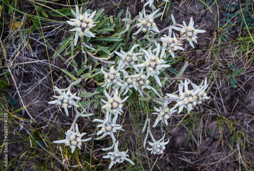 Edelweiss flowers  Leontopodium nivale   Naryn Region  Kyrgyzstan  Central Asia