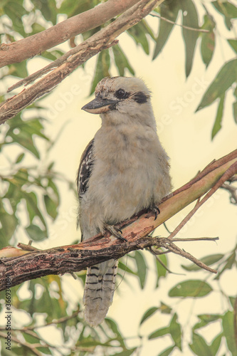 Kookaburra perched in a tree branch with gum leaves. Sydney