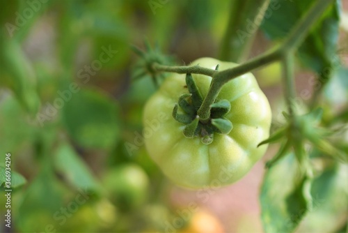 green tomato on a vine