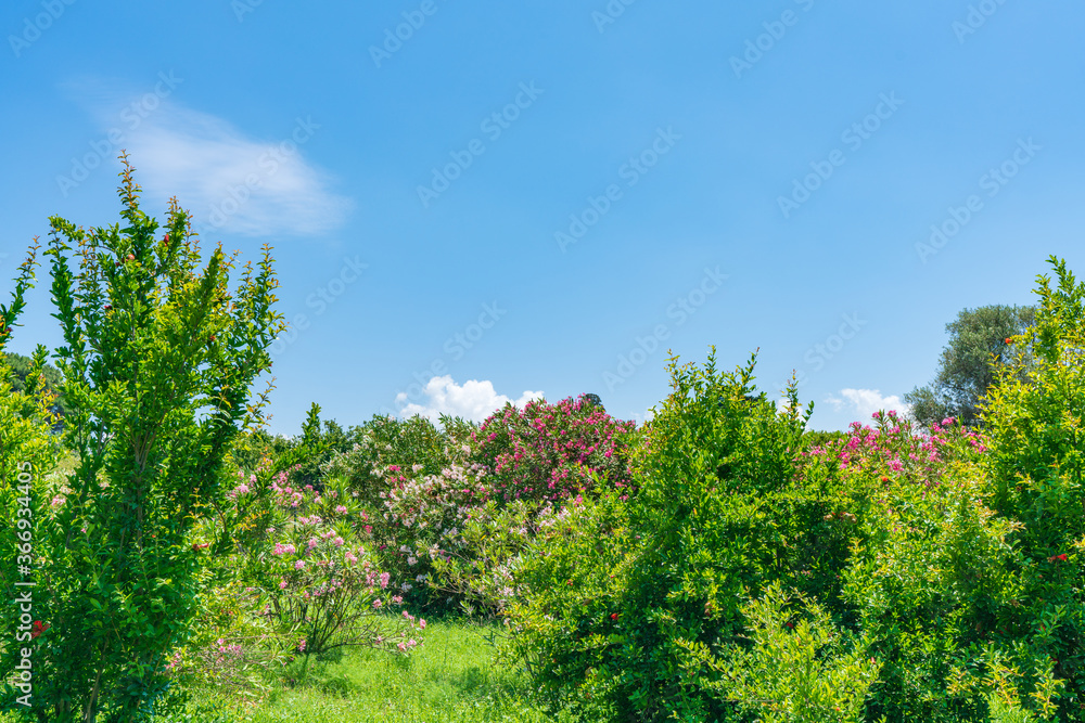 Obraz premium 世界遺産ポンペイ遺跡