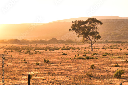 Sunrise silhouette of a Eucalyptus tree in a desolated meadow