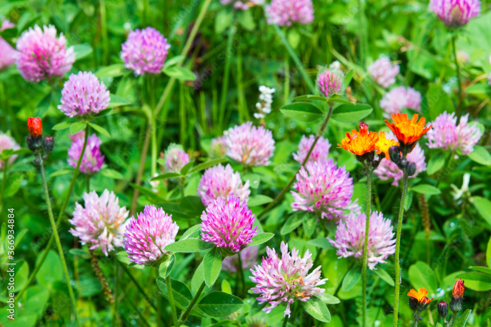 Trifolium pretense or Red clover, Sary Jaz valley, Issyk Kul region, Kyrgyzstan Trifolium pretense or Red clover, Sary Jaz valley, Issyk Kul region, Kyrgyzstan