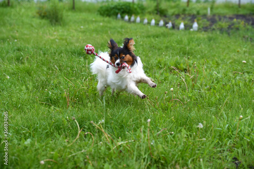 Papillon runs on the grass in the summer