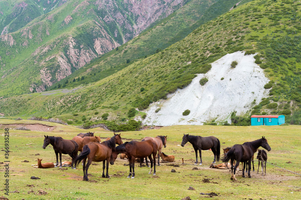 Horses in Sary Jaz Valley, Issyk Kul region, Kyrgyzstan Horses in Sary Jaz Valley, Issyk Kul region, Kyrgyzstan