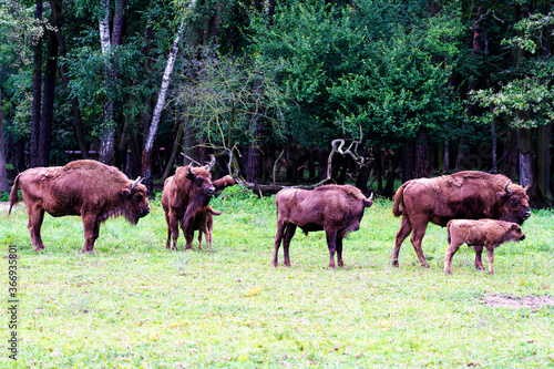 Wild european bisons or wisent (Bison bonasus) in the forest reserve, Pszczyna Jankowice, Poland photo