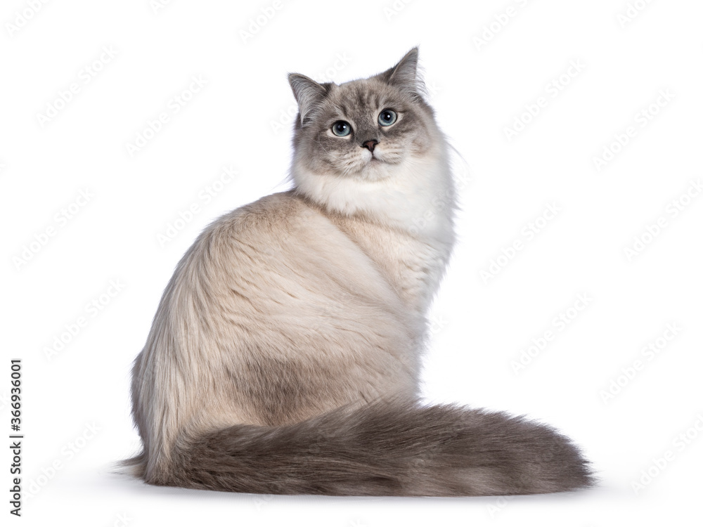 Pretty Neva Masquerade cat sitting side ways. Looking straight to camera with light blue eyes. Isolated on a black background. Bushy tail folded around body.