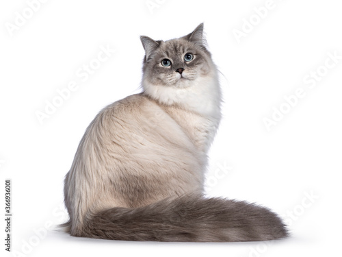 Fotografía Pretty Neva Masquerade cat sitting side ways
