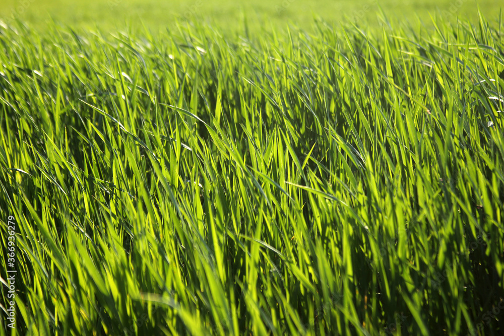 Fototapeta premium Young wheat seedlings growing in a field.