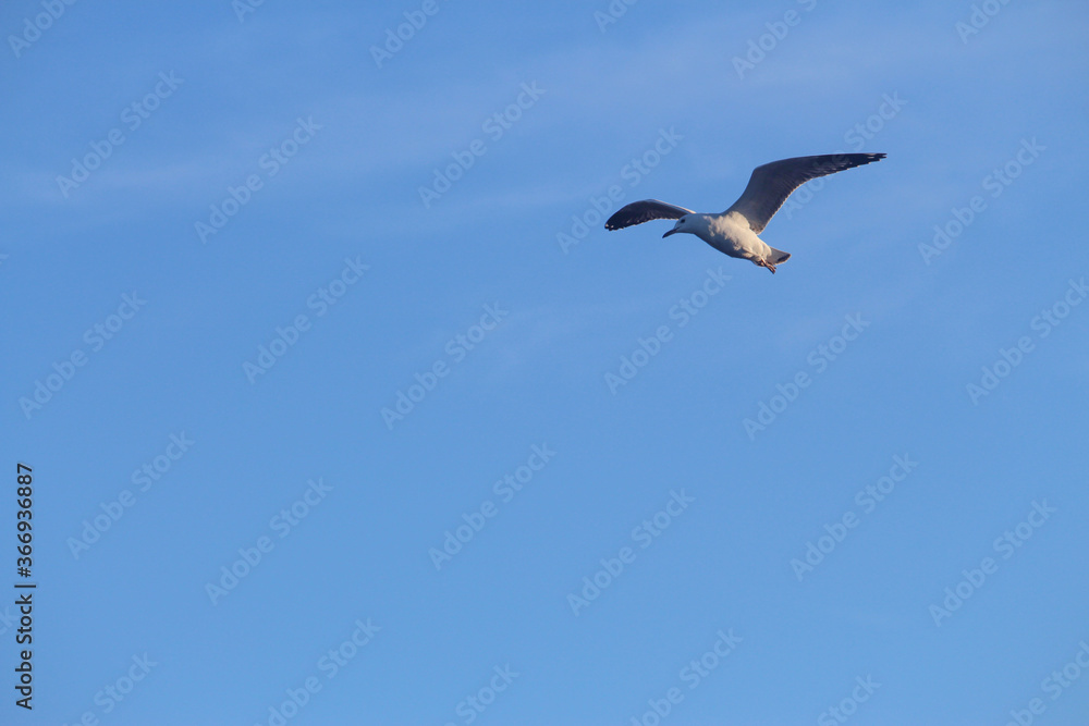 Sea gull flying in the blue sky. Sydney Sea gull flying in the blue sky. Sydney