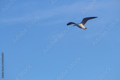 Sea gull flying in the blue sky. Sydney