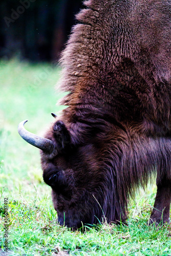 Wild european bisons or wisent (Bison bonasus) in the forest reserve, Pszczyna Jankowice, Poland photo