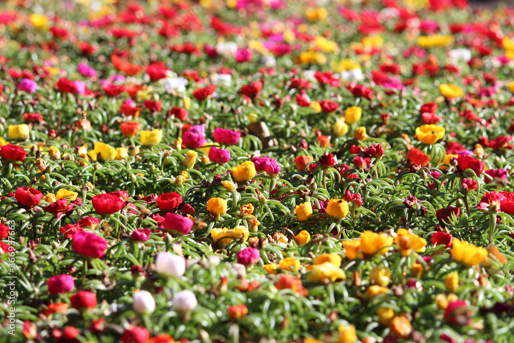 Field of colourful flowers - Portulaca grandiflora, Moss rose, sun plant. Sydney