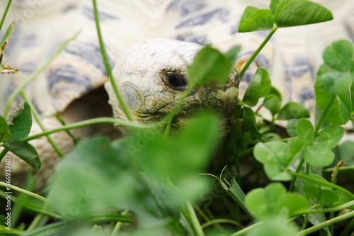 Tortoise Eating clover for lunch