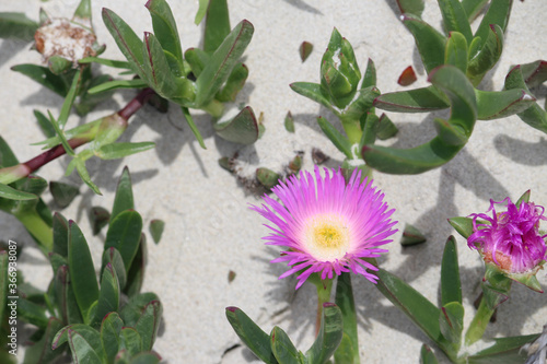 Succulence Pink and Yellow Flower (Pigface or Angular Pigface) and Coastal Sand Background. Carpobrotus glaucescens. Silver Beach Sydney photo