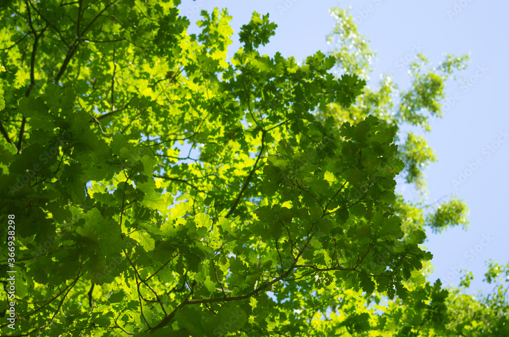 Green Oak Leaves in Summer Forest Green Oak Leaves in Summer Forest