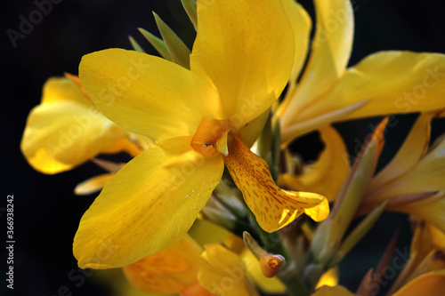 Yellow Canna lily flower. canna generalis photo