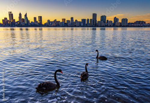 Fototapeta Naklejka Na Ścianę i Meble -  Three black swans swimming at Sunset, with city views in background