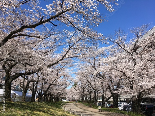 cherry tree in bloom