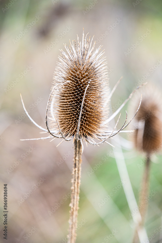 dry thistle flower on green background dry thistle flower on green background