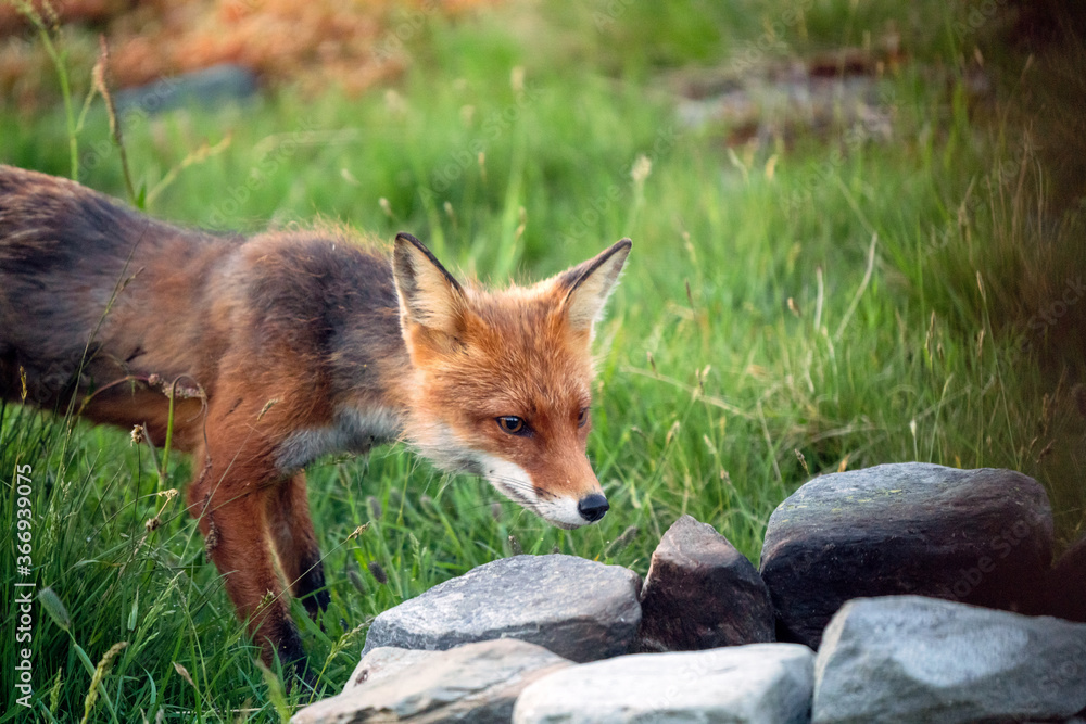 Fototapeta premium Red fox, vulpes vulpes, are checking out burned out bonfire and looking for food in urban area.