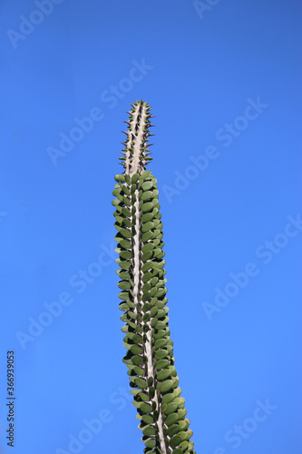 Alluaudia procera, Madagascar ocotillo, spiny succulent shrub