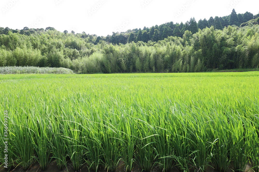 Obraz premium 田園風景