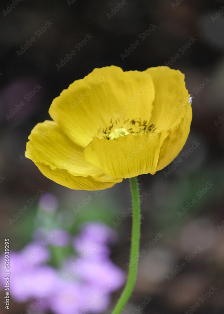 Fototapeta premium Yellow Poppy on dark background - Meconopsis cambrica - Welsh poppy