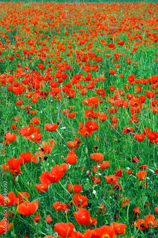 Field of red poppies, Kyrgystan.Klatschmohnfeld, Kirgistan.