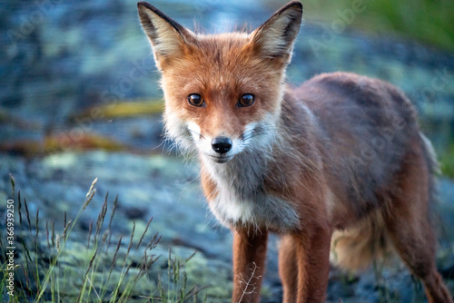 Εκτύπωση καμβά Wildlife portrait of Red fox/ vulpes vulpes outdoors during  night in the norwegian wilderness