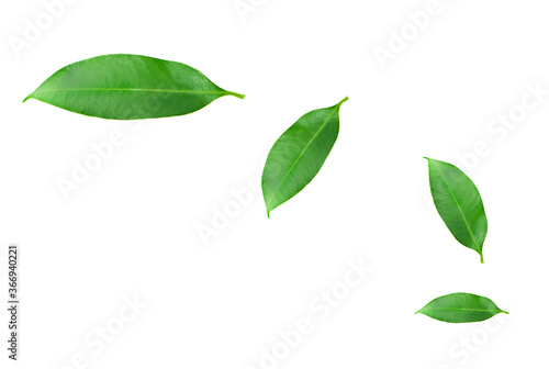Citrus leaves isolated on a white background. Collection. Full depth of field