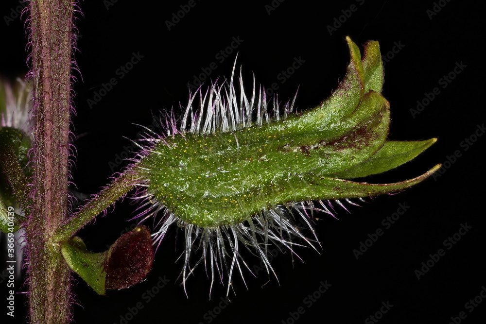 Naklejka premium Korean Perilla (Perilla frutescens). Calyx Closeup