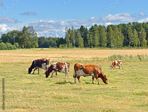 фотографія Herd of Finnish Ayrshire cows graze on pasture at edge of forest