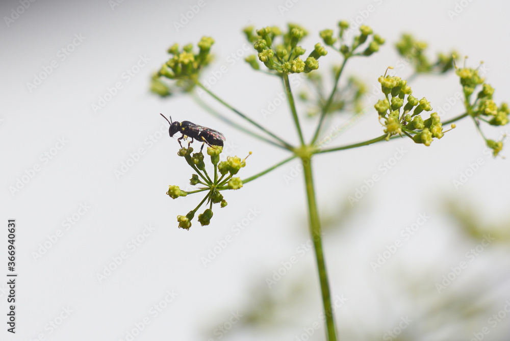 Wildbiene auf Petersilien Blüte