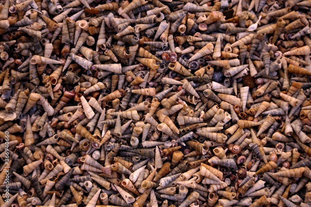 Many shells together Many shells together