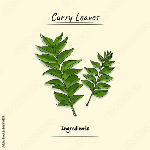 Curry Leaves Used for Ingredients Food Element, Sketch and Vector Style. food, vegetable, plant and ingredients concept.