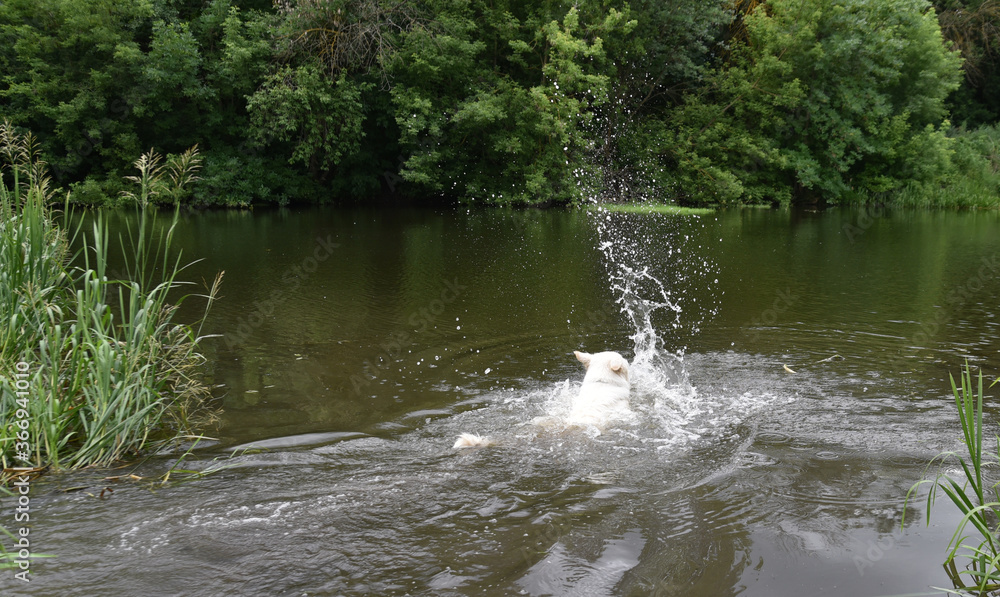 photo of a white Swiss shepherd dog swimming in a small river photo of a white Swiss shepherd dog swimming in a small river
